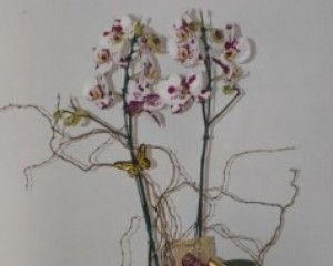 006 Orquídea
