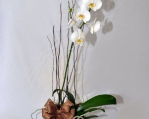 064 - Vaso de orquídea no cachepô